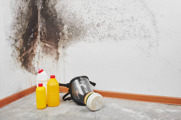 Best Home Mold Removal  in North Alamo, TX