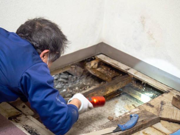 Best Mold Removal Near Me  in North Alamo, TX