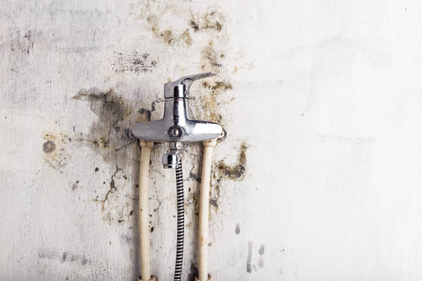 Best Mold Testing  in North Alamo, TX