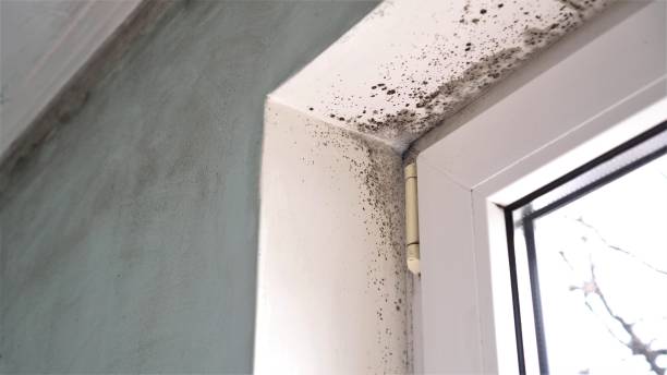 Office Mold Removal Services in North Alamo, TX