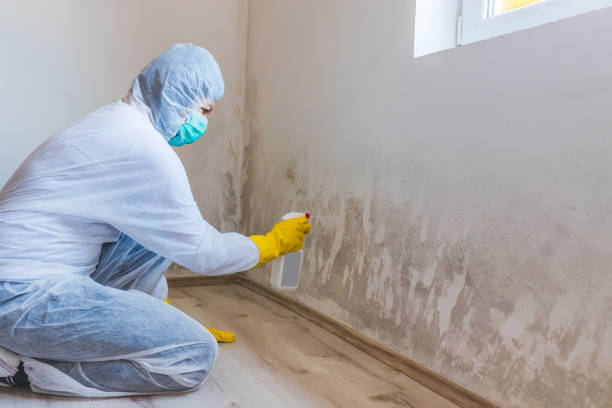 Certified Mold Removal in North Alamo, TX