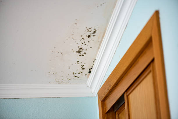Best Mold Cleaning Services  in North Alamo, TX