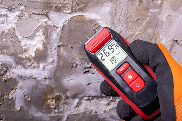 Best Emergency Mold Removal  in North Alamo, TX