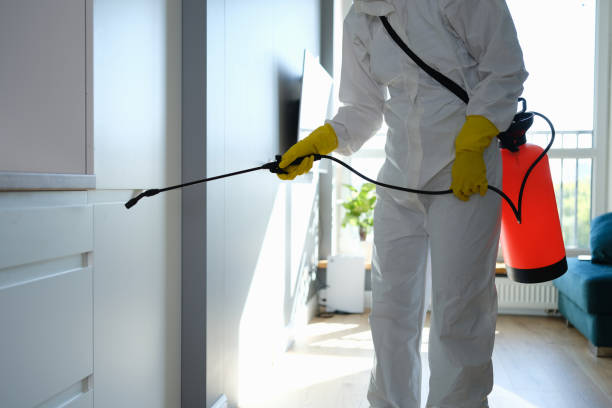 Best Mold Damage Repair  in North Alamo, TX