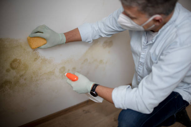 Best Office Mold Removal Services  in North Alamo, TX