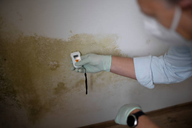 Best Affordable Mold Removal  in North Alamo, TX