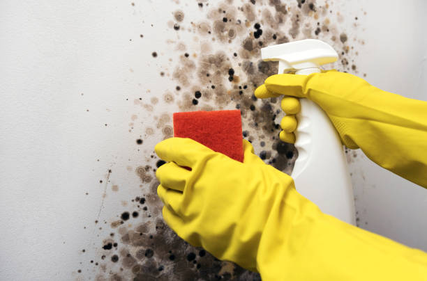 Best Affordable Mold Removal  in North Alamo, TX
