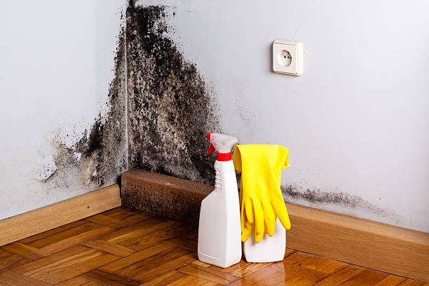 Best Mold Testing  in North Alamo, TX