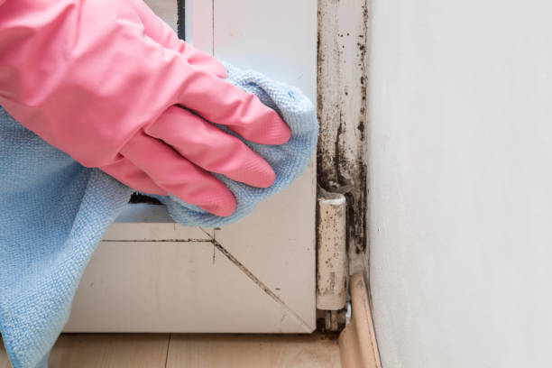 Best Mold Removal Company Near Me  in North Alamo, TX